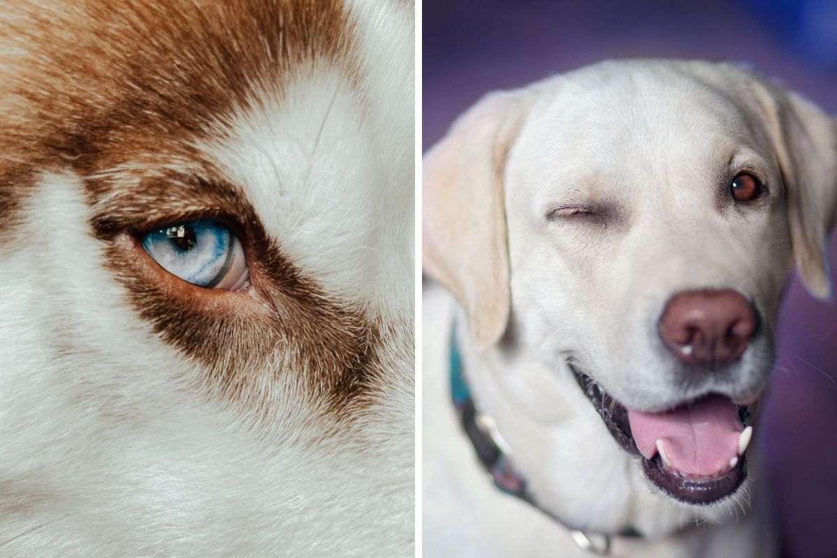 occhio chiuso del cane
