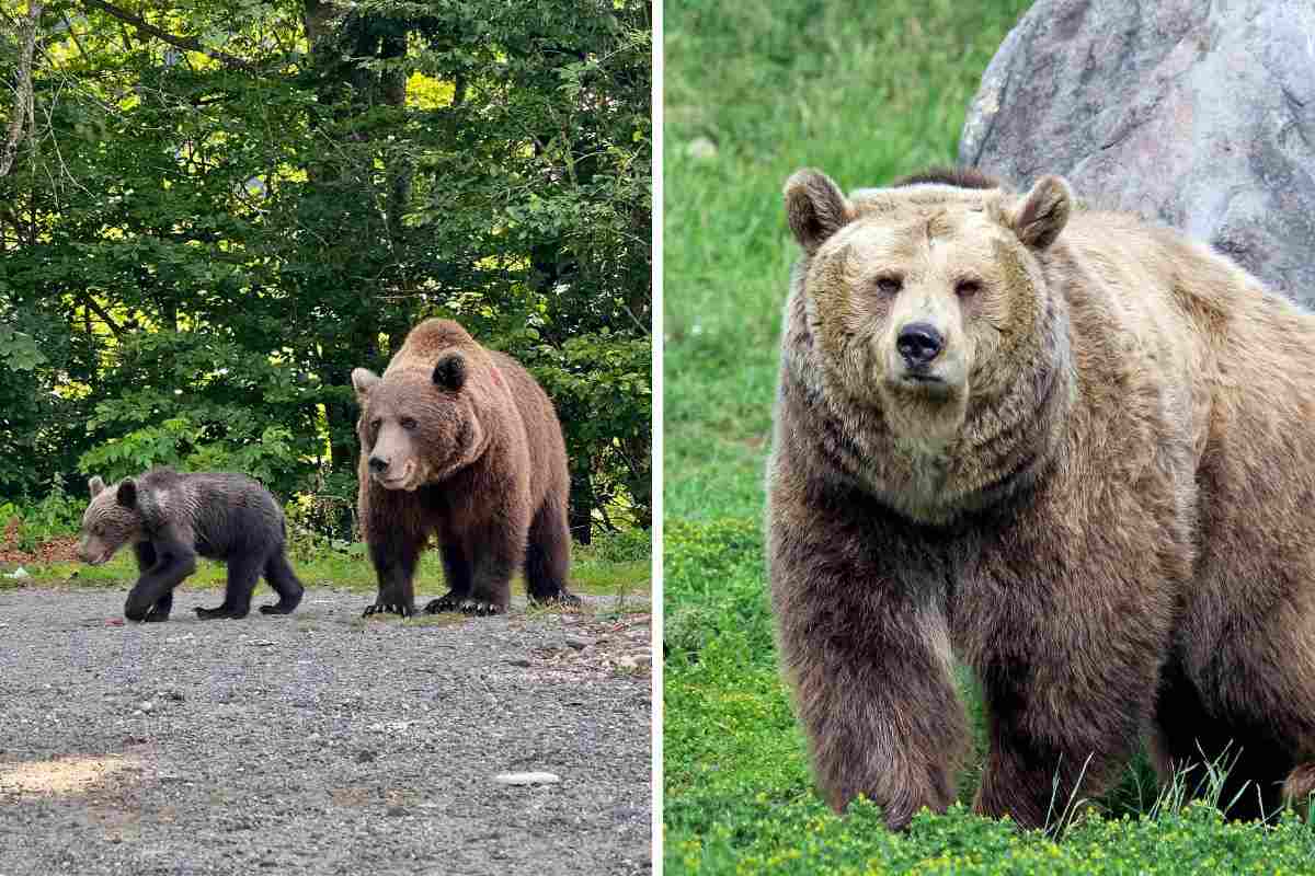 orso e cucciolo