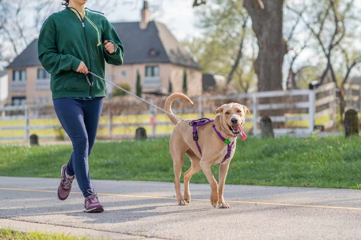 a passeggio con il cane