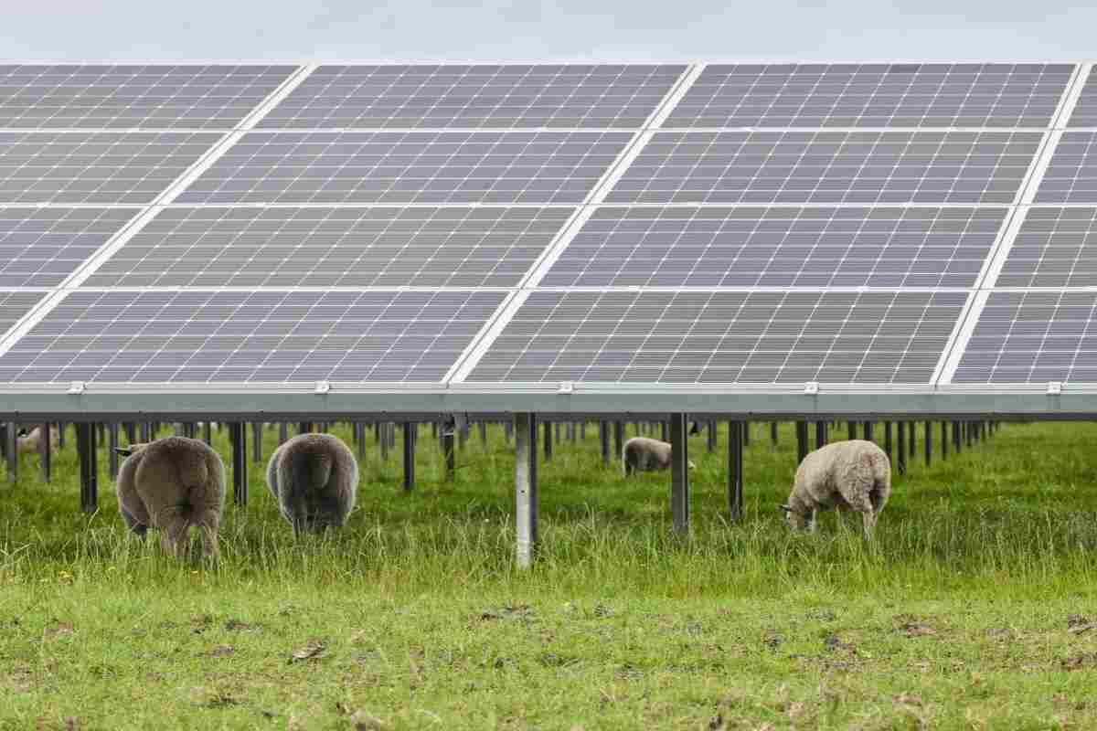 pecore che pascolano sotto dei pannelli solari