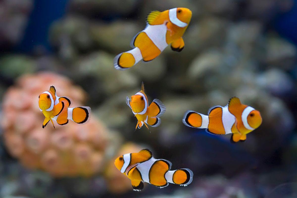 pesci nell'acquario