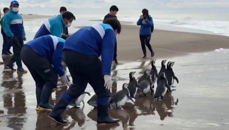 pinguini tornano in libertà
