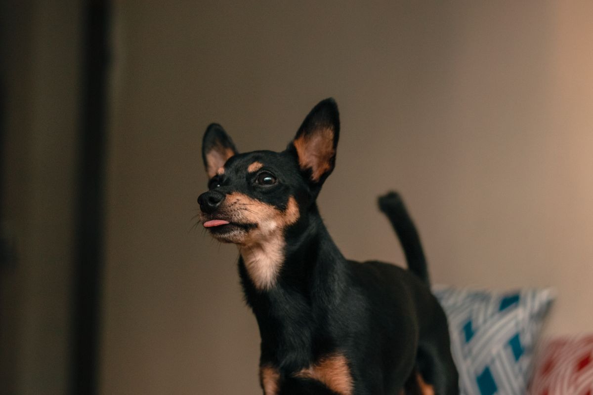 pinscher