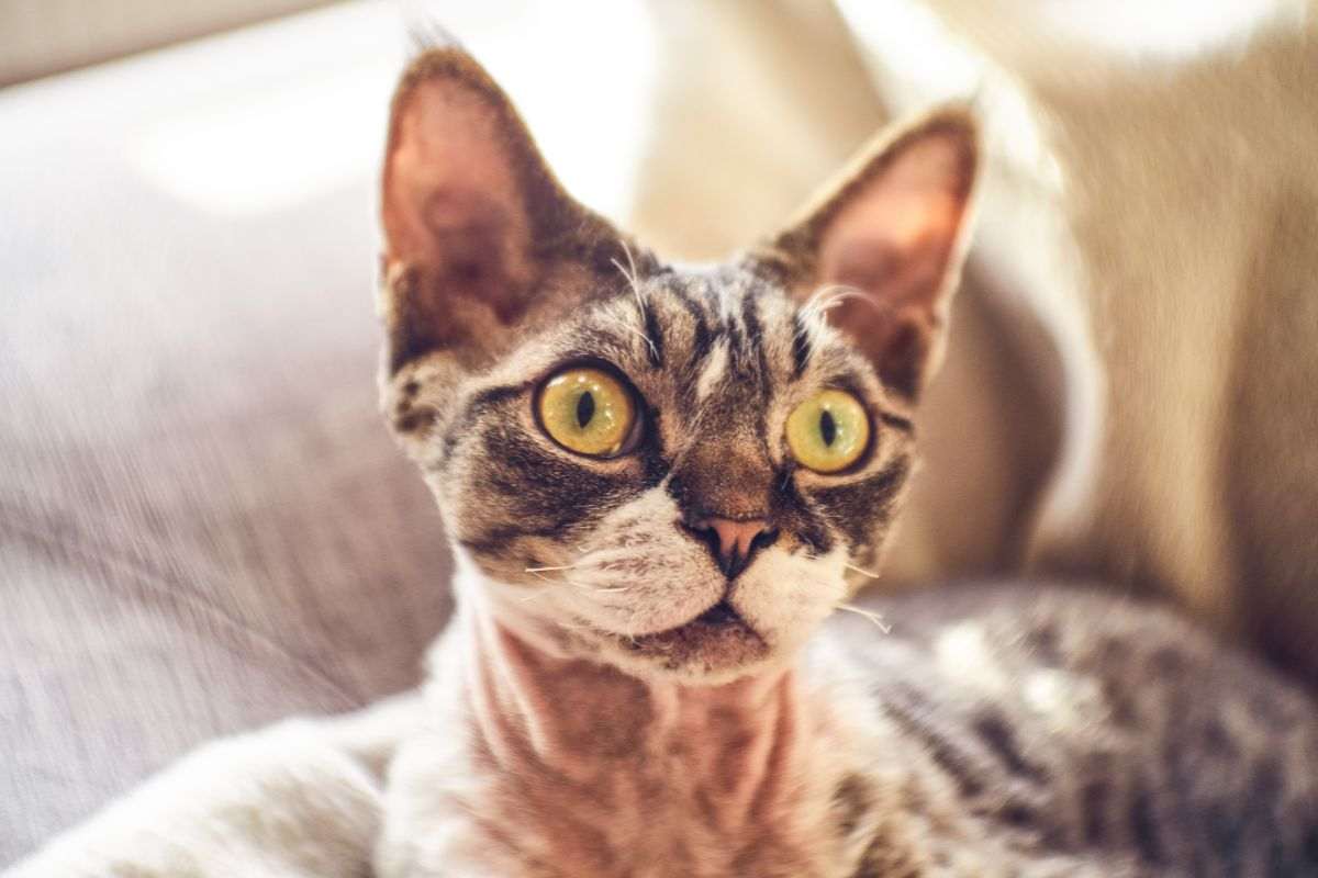 gatto senza pelo