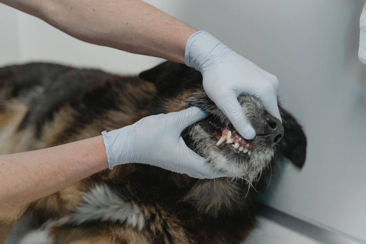 denti del cane