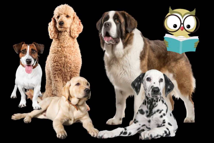 razze di cani