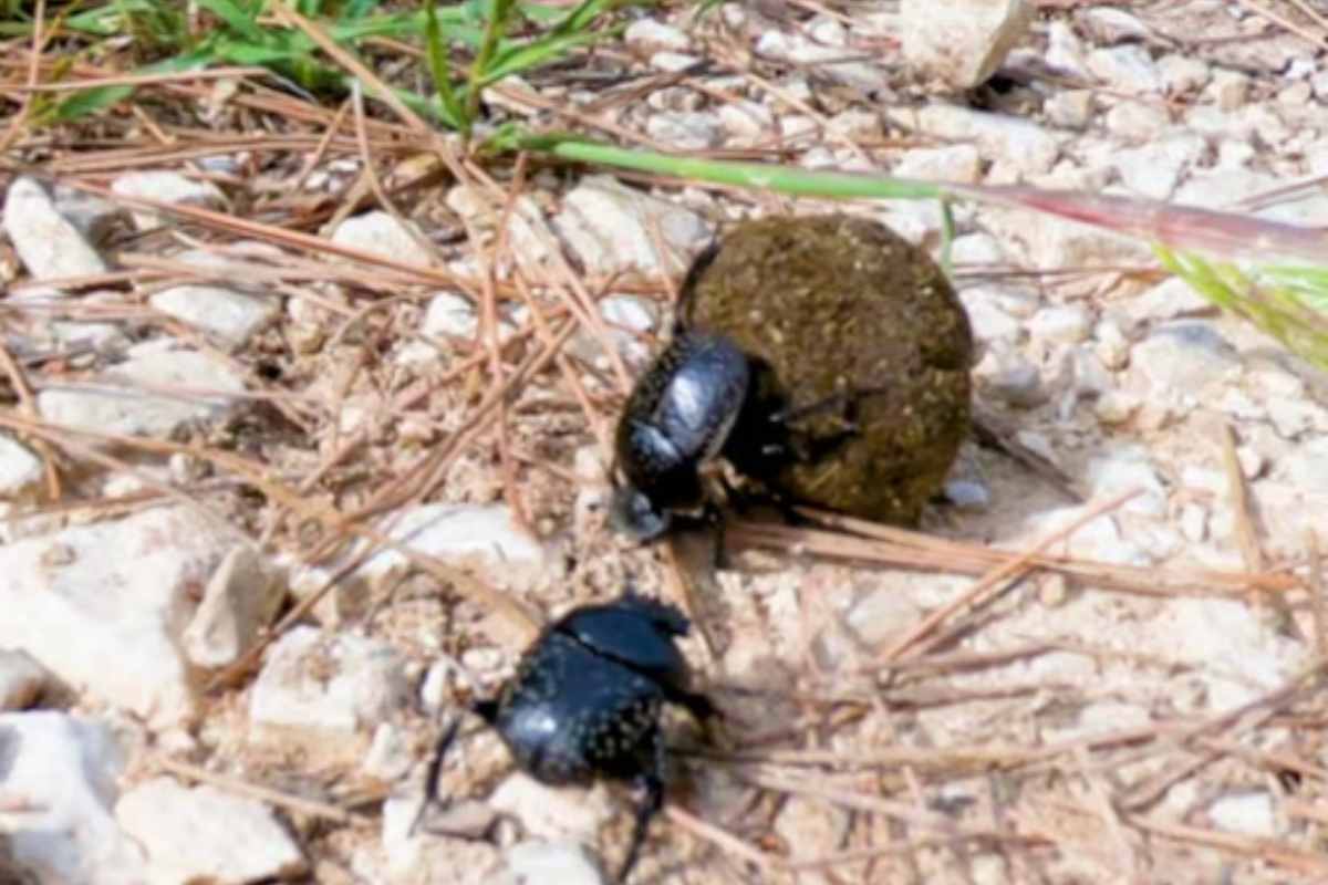 scarabeo