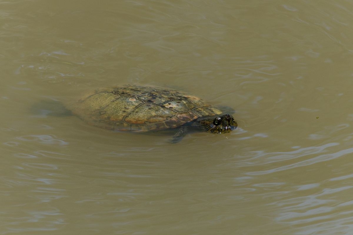 tartaruga d'acqua