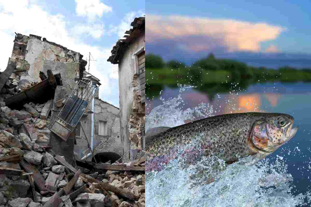 terremoto e pesce che esce fuori dall'acqua 