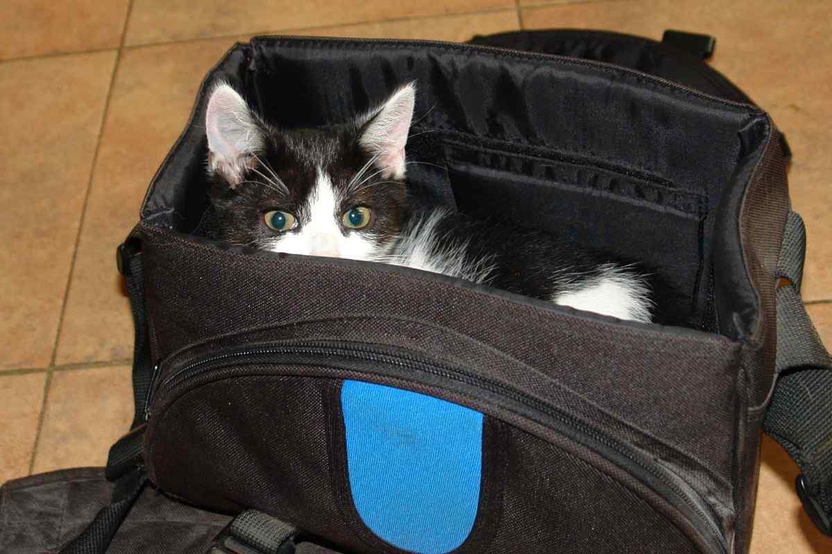 gatto nella borsa