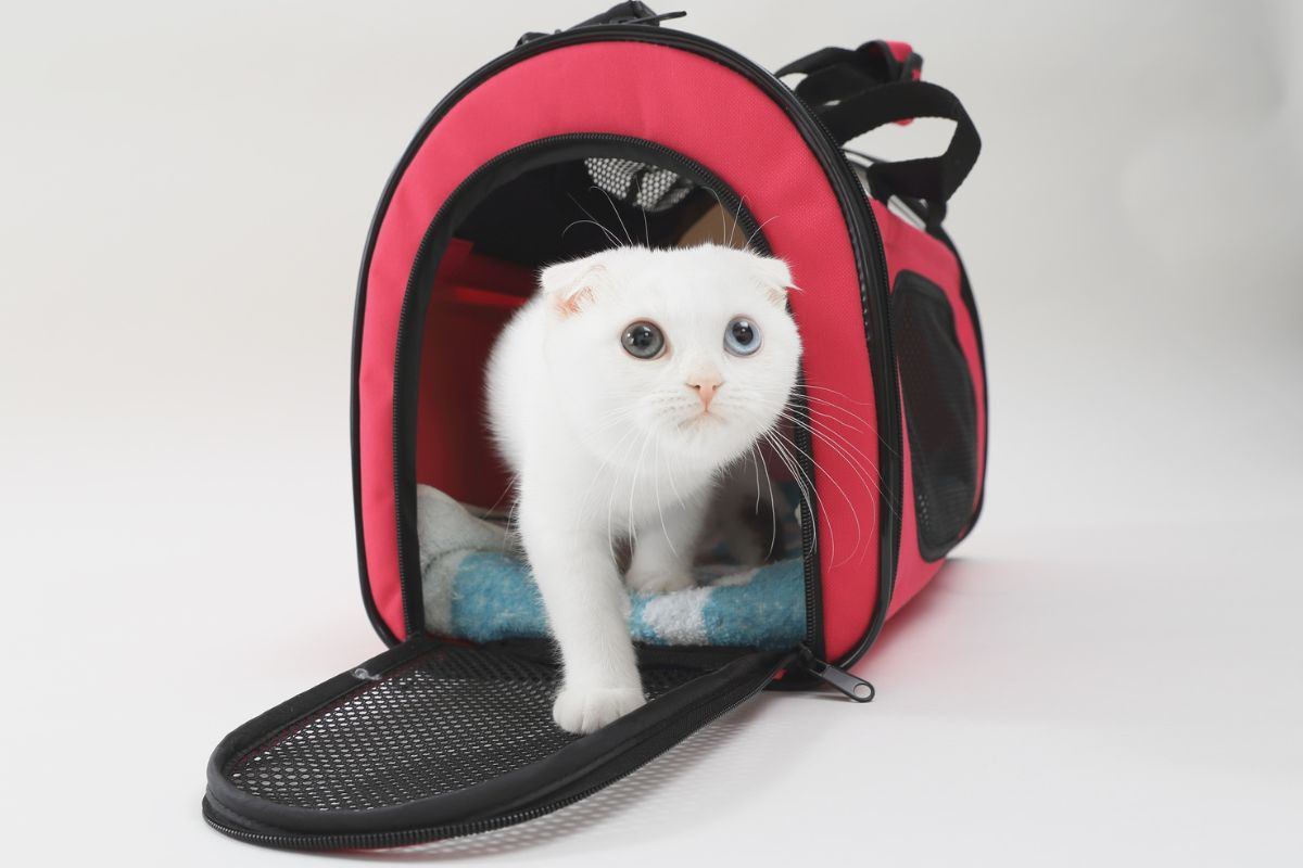 gatto nel trasportino