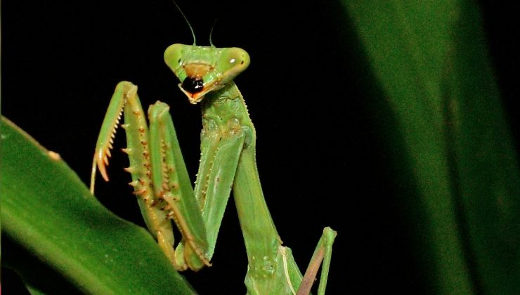 primo piano di una mantide religiosa