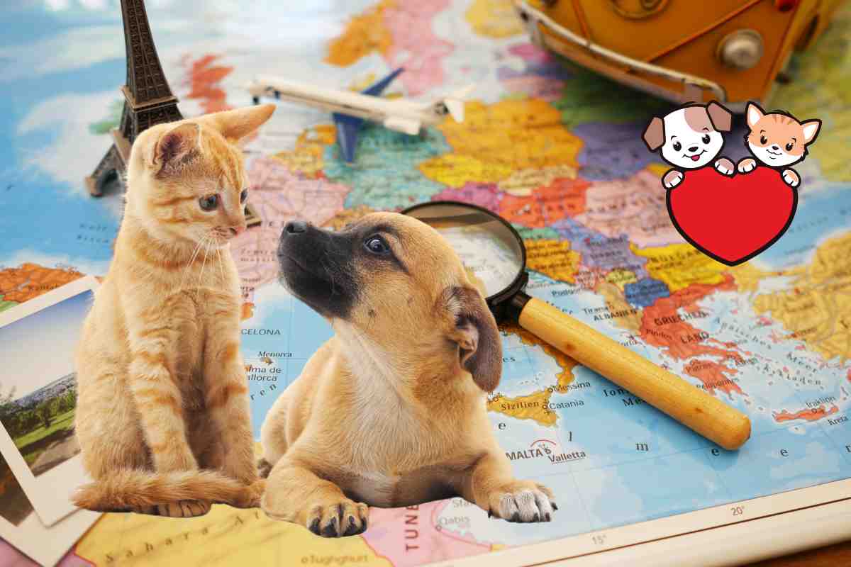 vacanze con cani e gatti