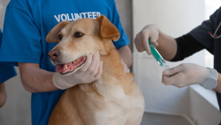vaccino al cane