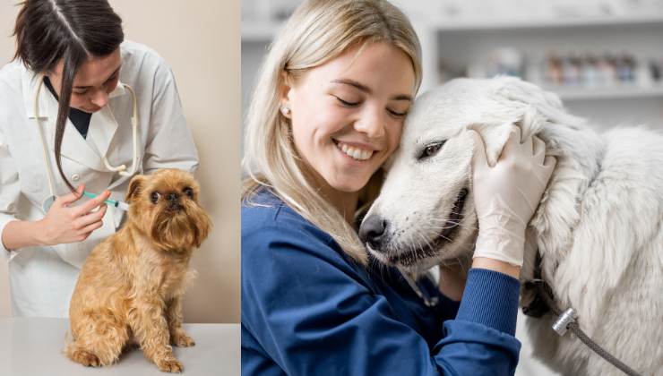 veterinarie e cani