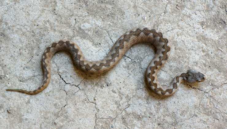 vipera