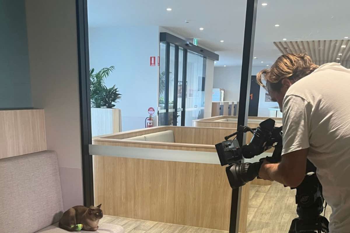 Cameraman inquadrata gatto seduto sul divanetto della clinica 
