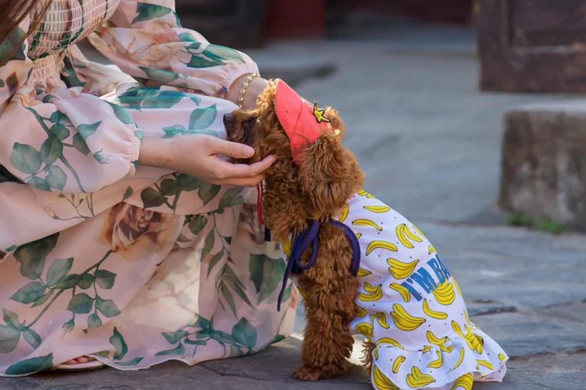 Donna fa indossare al cane un cappellino rosso