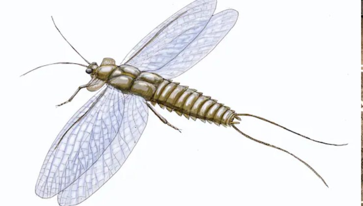 Alcuni degli insetti alati più antichi, come Mazothairos, erano simili alle attuali libellule. Immagine da Wikimedia Commons
