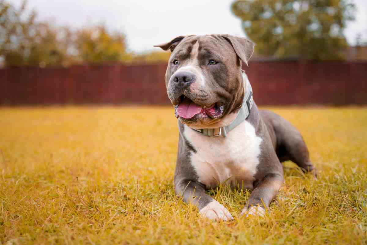 American Staffordshire