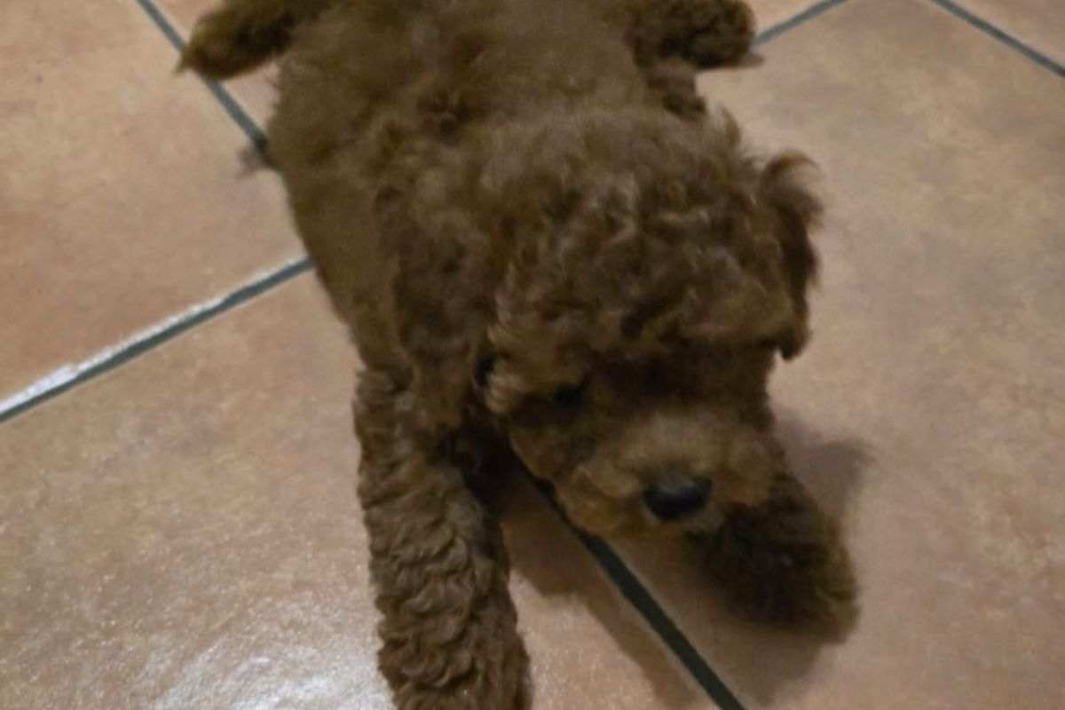 Barboncino Milo
