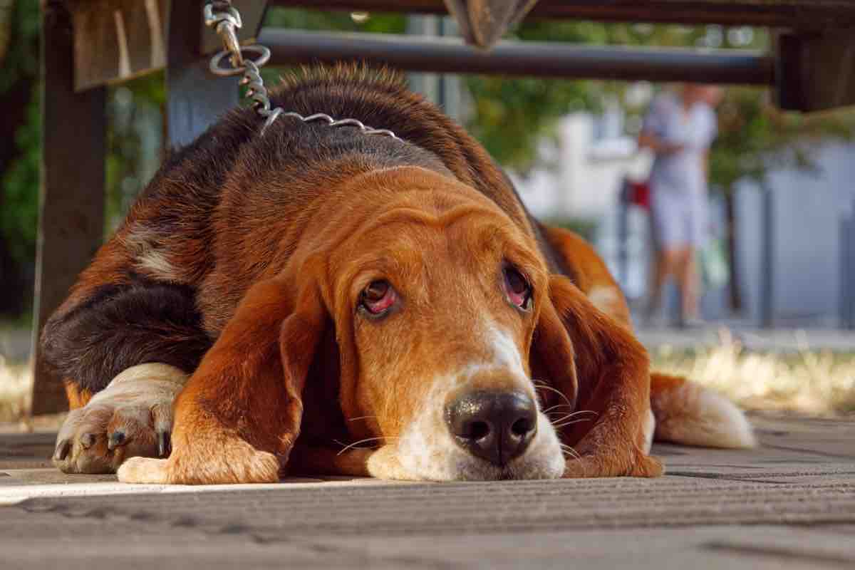 Cane di razza Bloodhound al guinzaglio nel campeggio