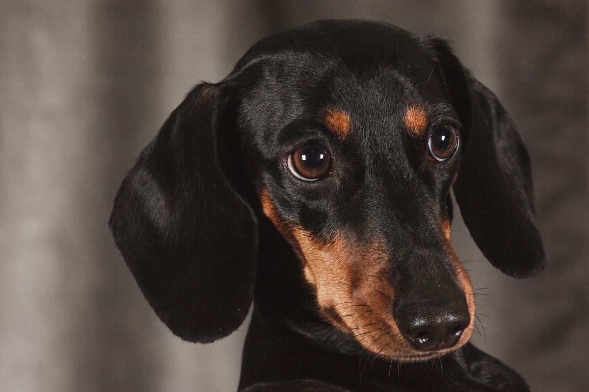 Cane di razza Bassotto