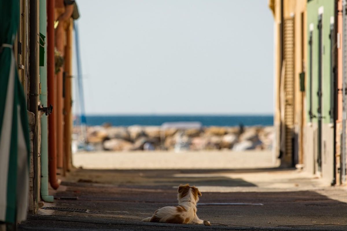 Cane lasciato da solo in strada di fronte al mare