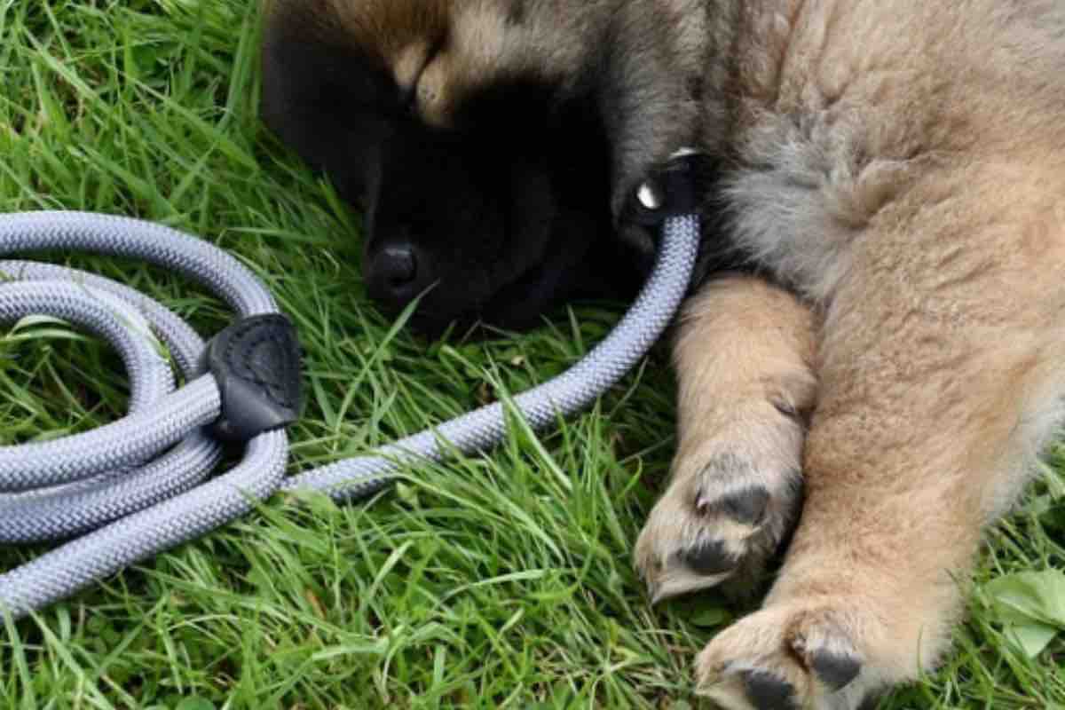 Piccolo cane mentre dorme sull’erba