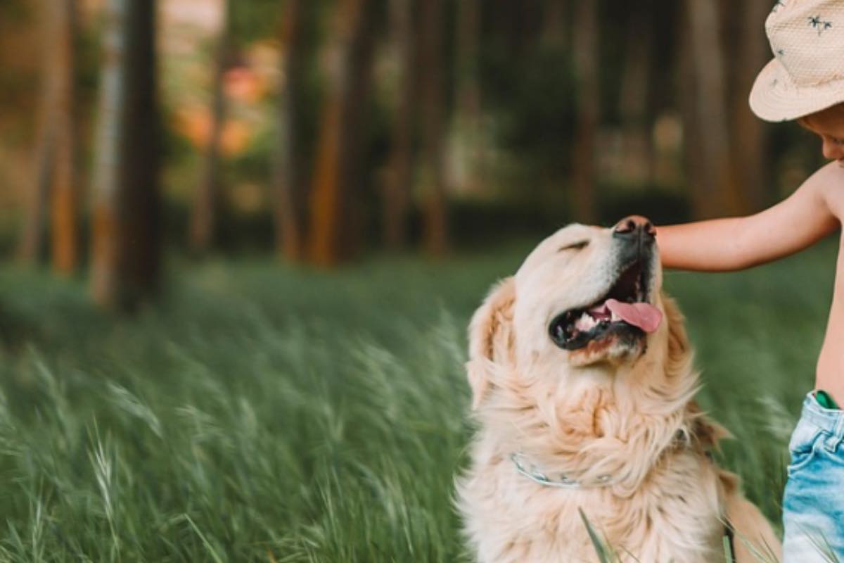 Bimbo accarezza il cane nel prato 