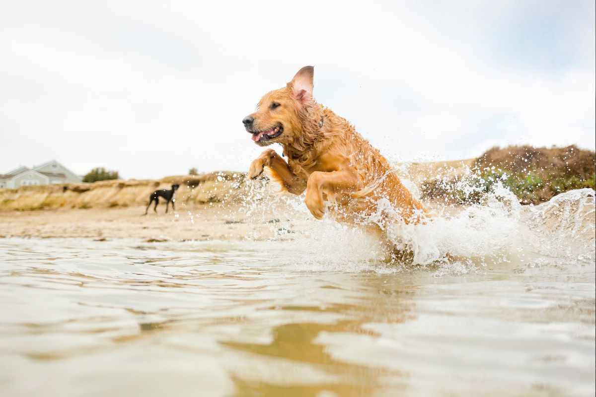 Cane al mare