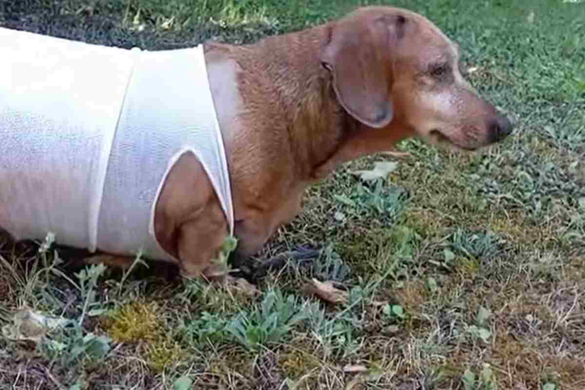 Cane con fasciatura sull'addome