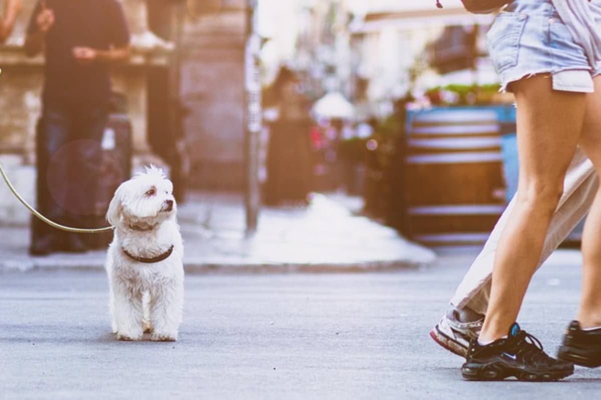 Cucciolo di cane al guinzaglio in una strada di città