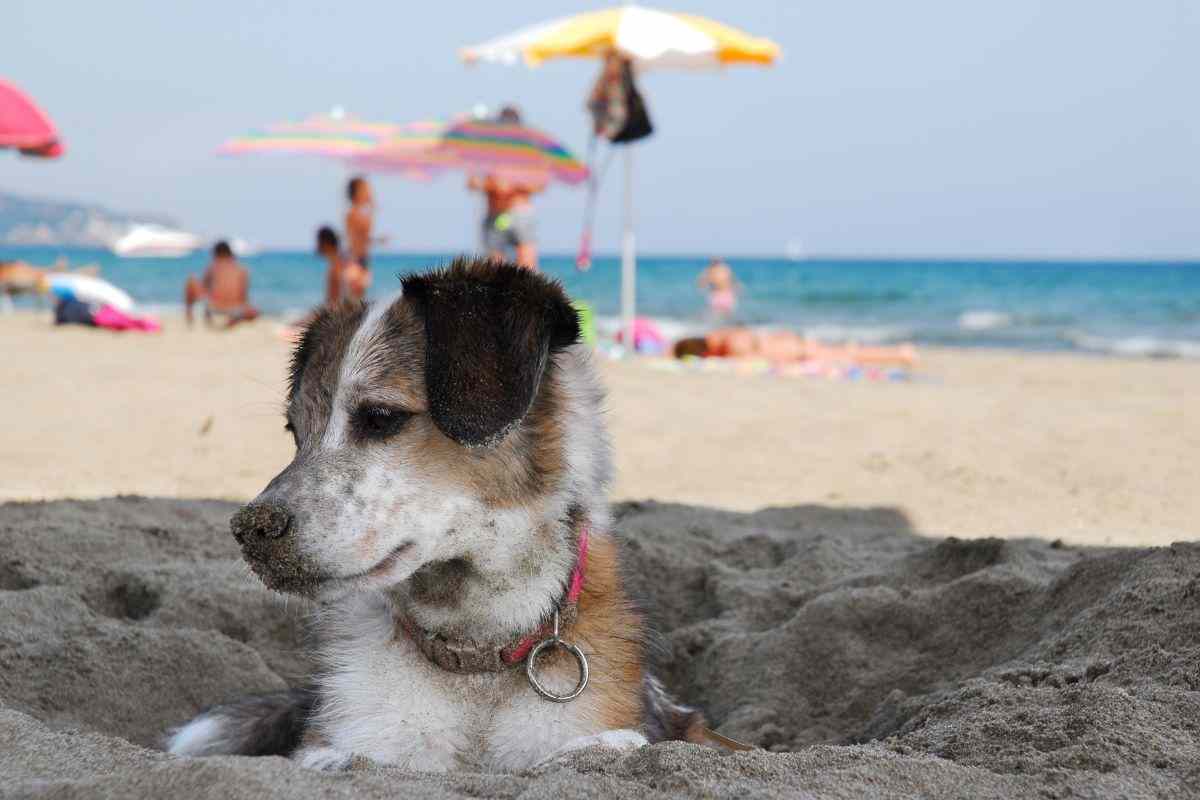 Cane in spiaggia