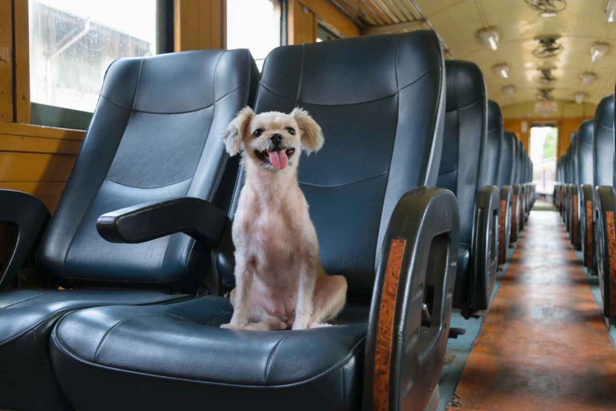 Cane sul sedile del treno