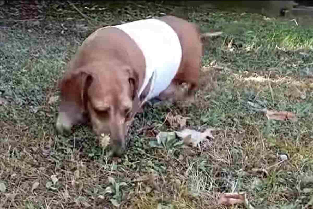 Cane con fasciatura sul ventre