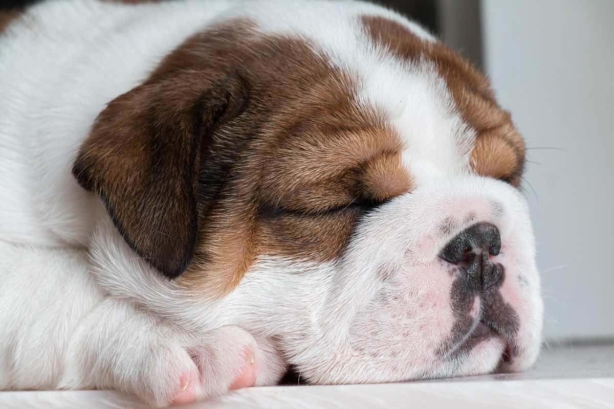 Cucciolo di cane addormentato