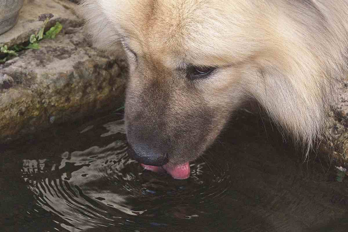 Cane dal pelo lungo beve a una piccola fontana