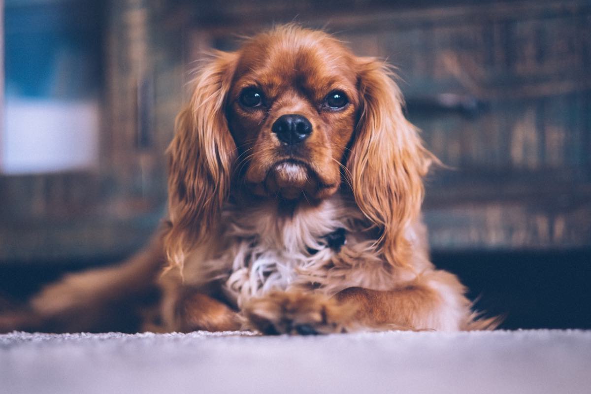 Cane dal pelo marrone e dalle orecchie lunghe