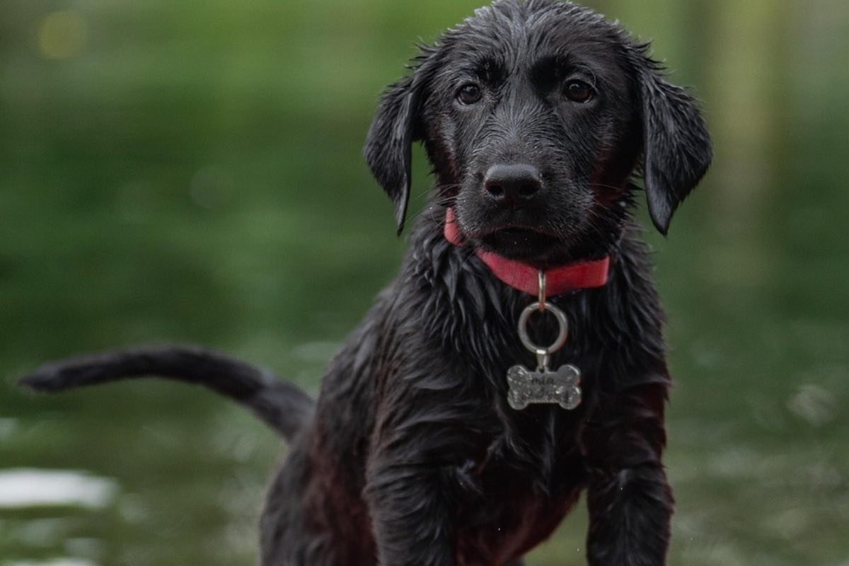 Piccolo cane nero in barca durante l’estate