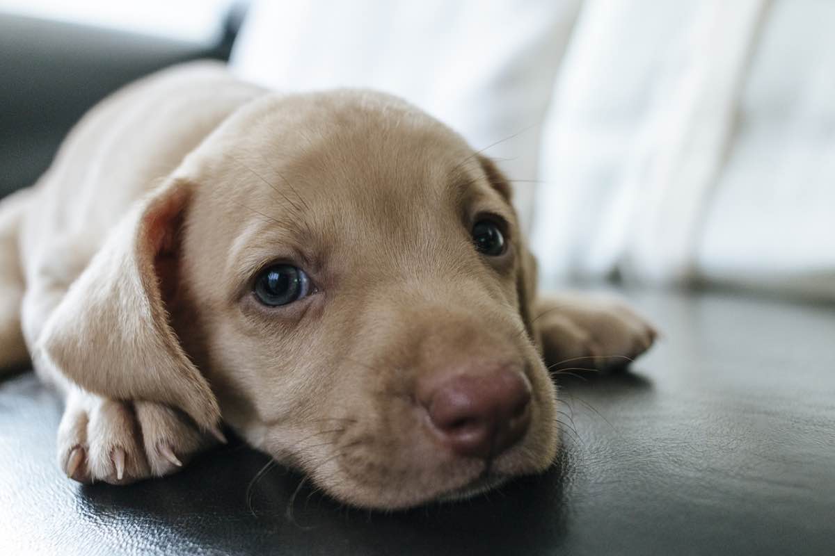 Cucciolo di cane (Pixabay jeffandrade - amoreaquattrozampe.live)