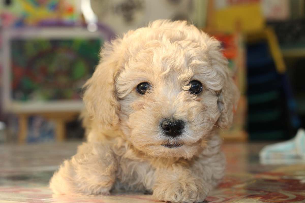 Piccolo cane bianco dal pelo lungo sul pavimento