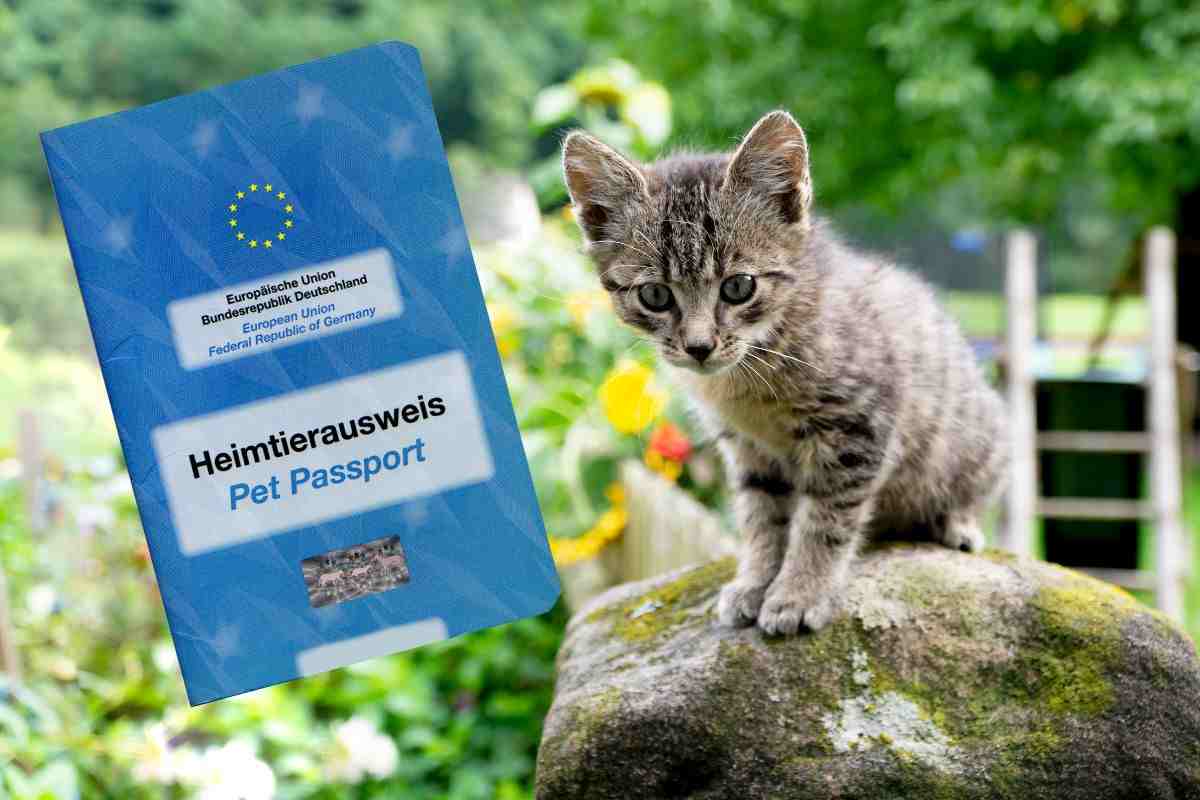Passaporto del gatto