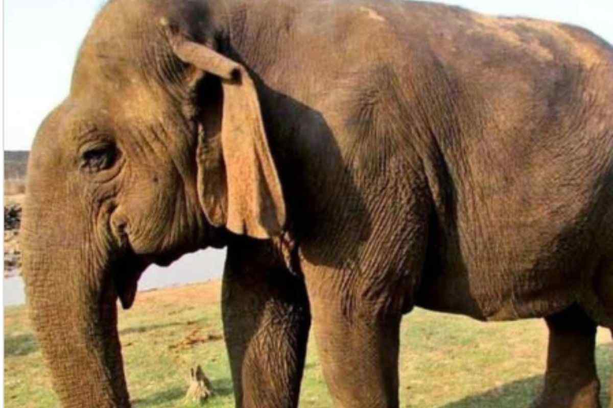 Vatsala l'elefante morto in India