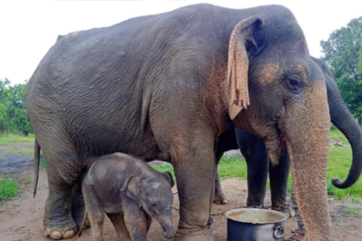 Elefante anziano e uno giovane