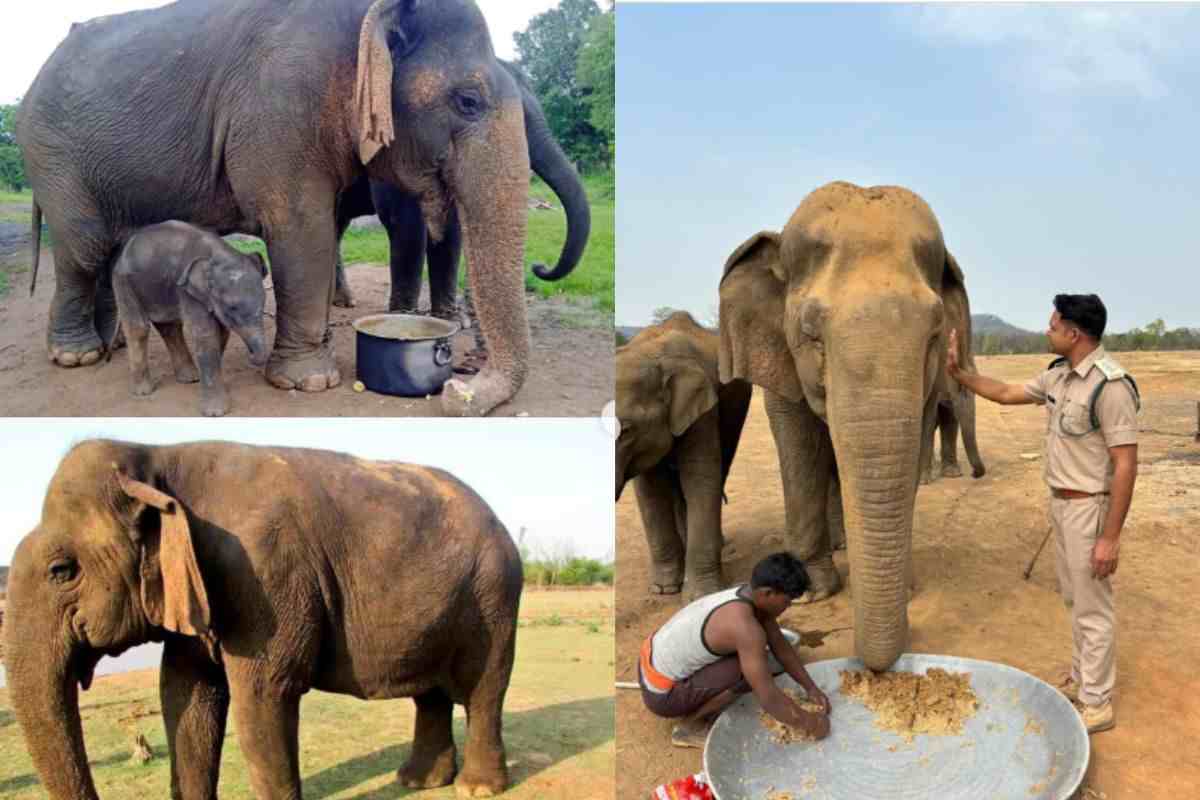 Elefante più longevo del mondo