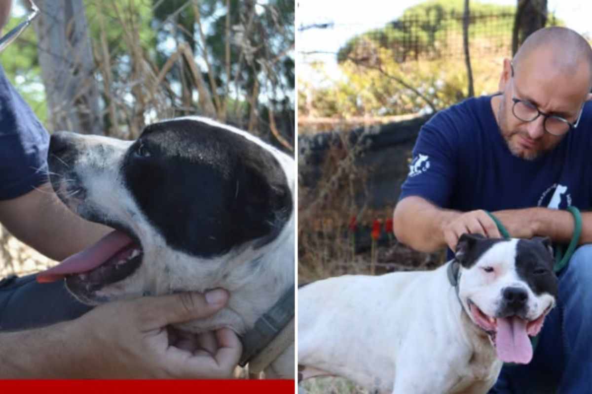 Cani da combattimento salvati