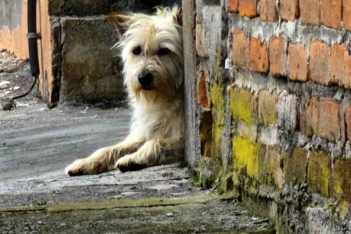 Cane abbandonato seduto all’interno di un vicolo 