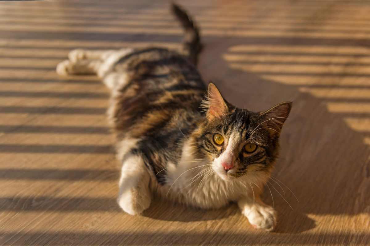 Gatto ama il sole