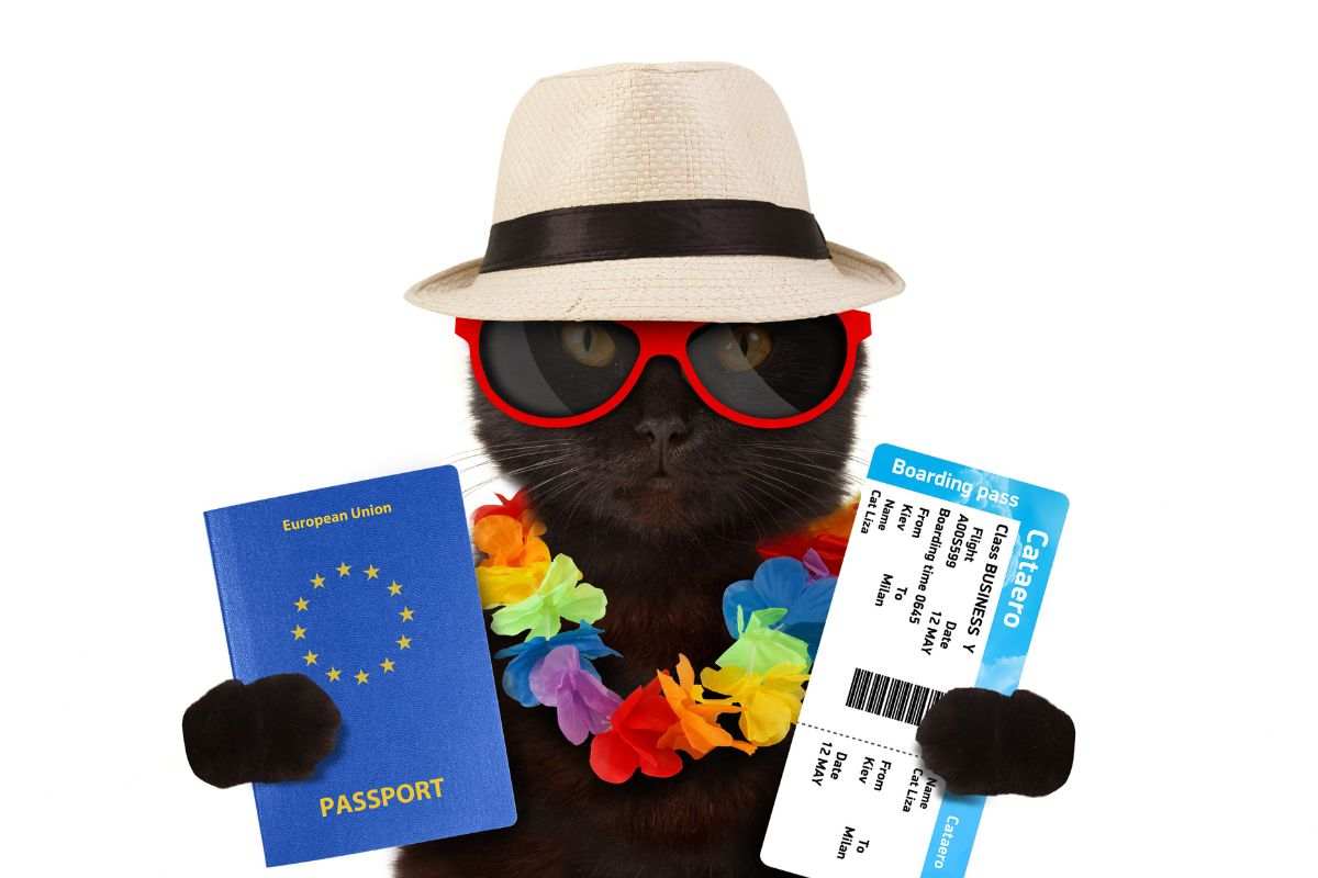 Passaporto e biglietto aereo del gatto